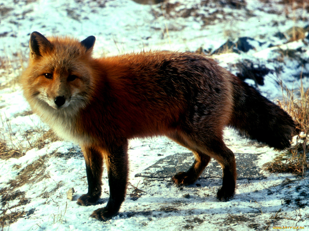 foxy, , 